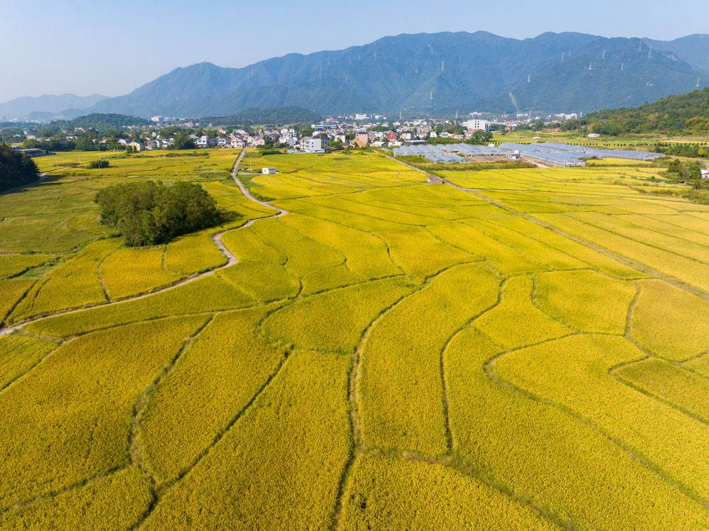 近日，宁波市宁海县前童镇栅下村广袤无垠的田野上，稻穗低垂，随风摇曳，宛如一片金色的海洋。缪军摄