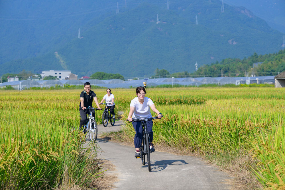 游客们骑行穿梭于稻田中，沉浸在这片金色海洋里，见证这份沉甸甸的丰收喜悦。缪军摄