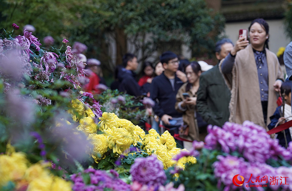 菊花盛开，杭州植物园开启了“人从众”模式。人民网记者 郭扬摄