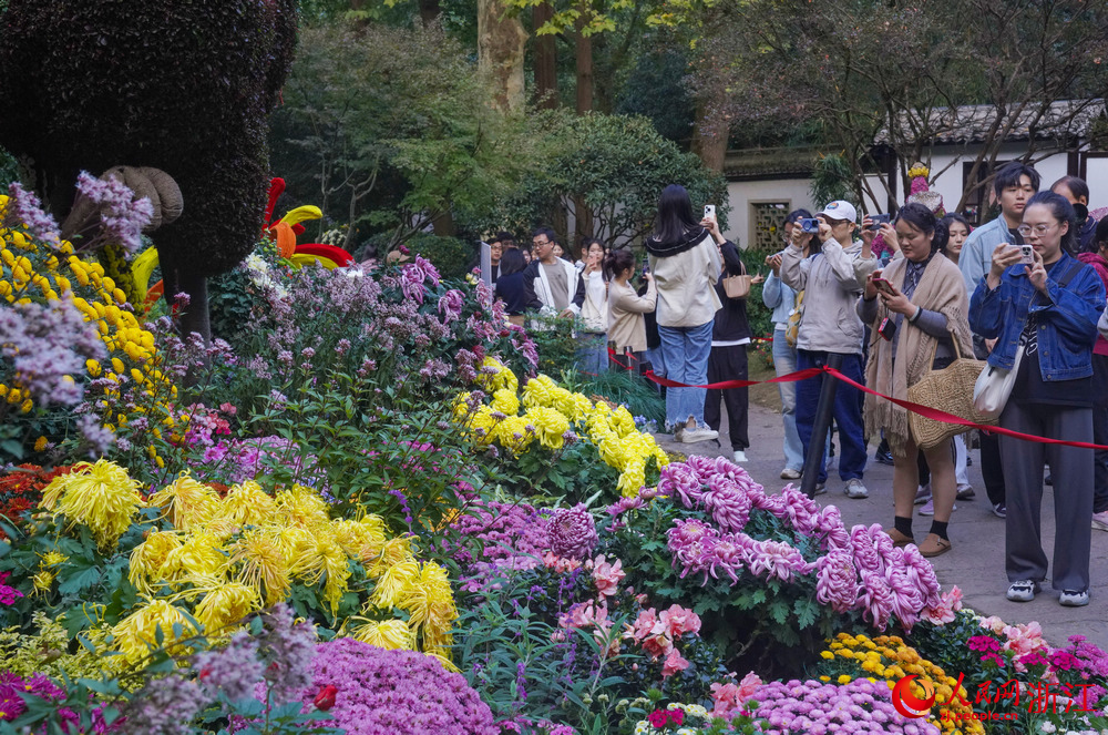 菊花盛開，杭州植物園開啟了“人從眾”模式。人民網記者 郭揚攝