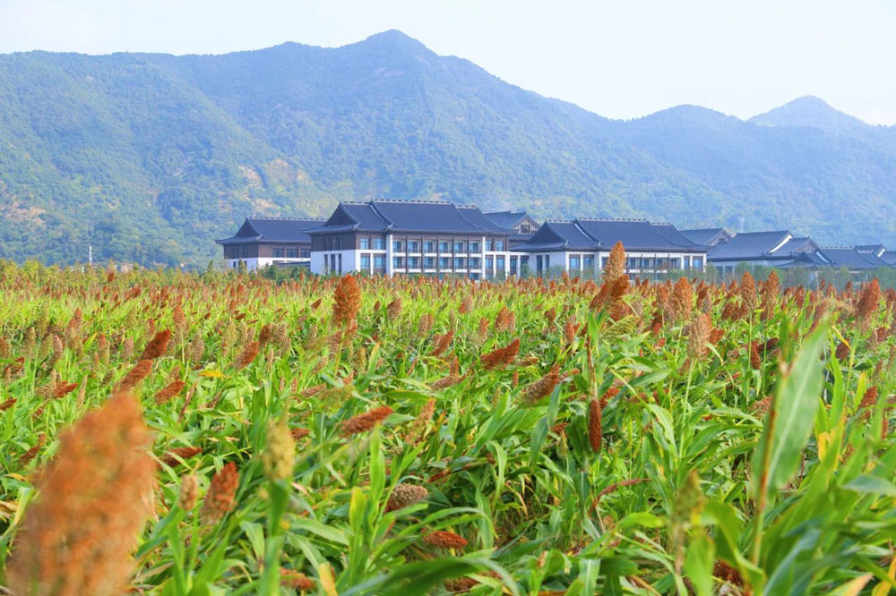 台州路桥桐屿街道飞龙湖畔，连片的高粱进入成熟期。桐屿街道供图