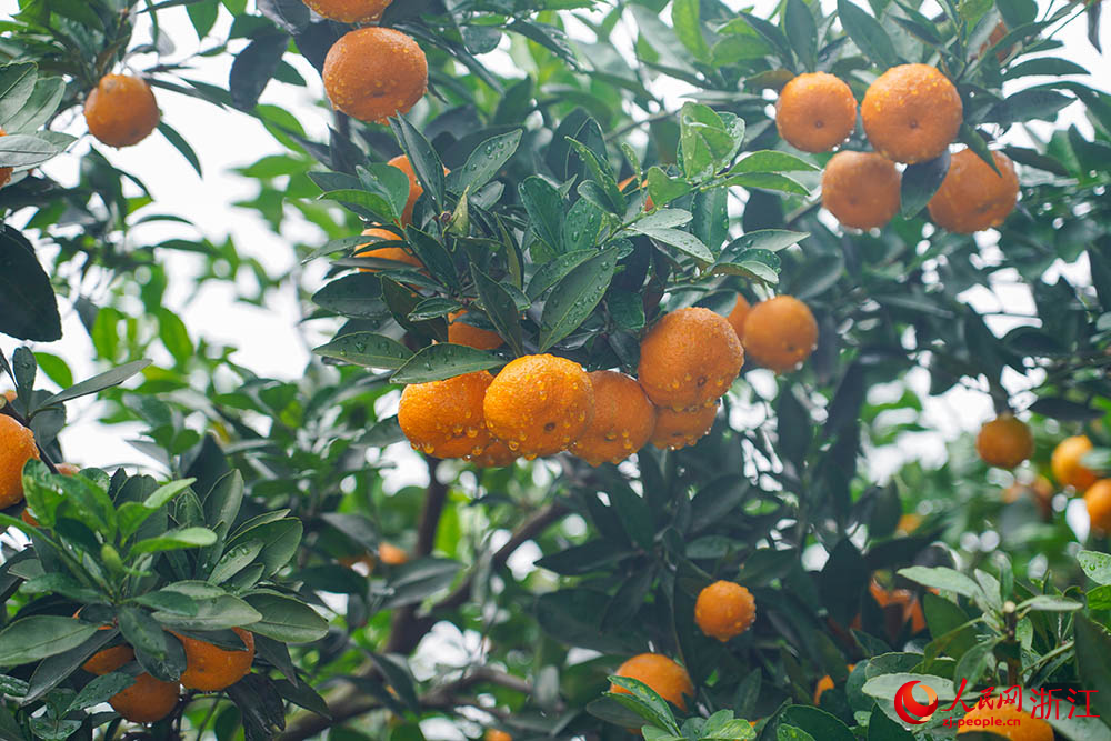 11月16日，蜜橘挂满枝头。人民网 章勇涛摄