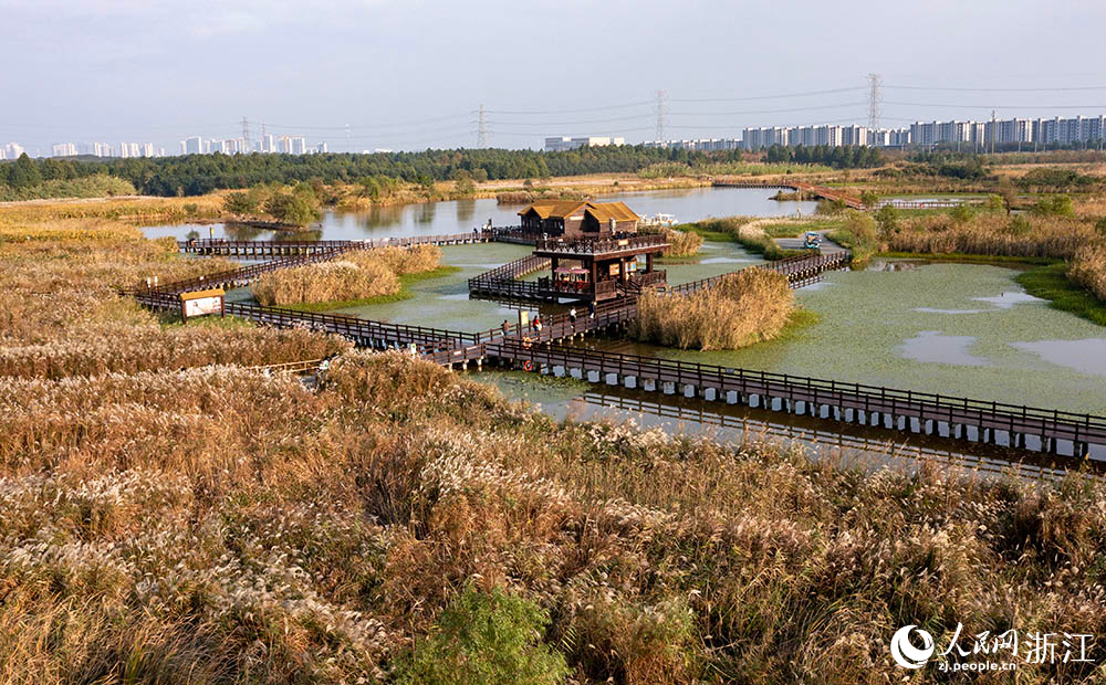 宁波前湾新区的杭州湾国家湿地公园内，芦花随风摇曳，仿佛一片梦幻的海洋。人民网 章勇涛摄