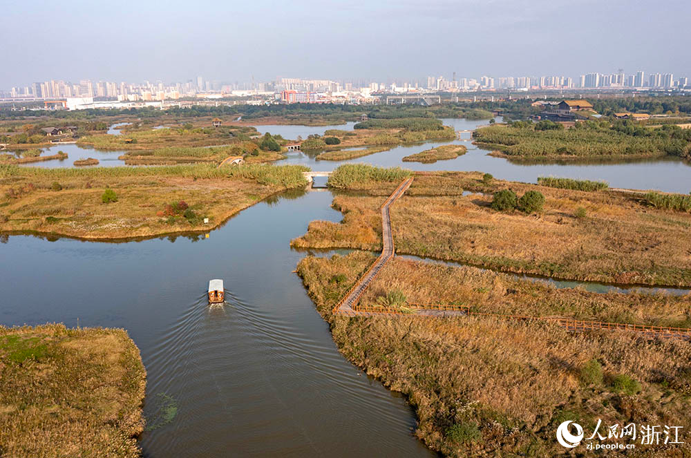 宁波前湾新区的杭州湾国家湿地公园内，芦花随风摇曳，仿佛一片梦幻的海洋。人民网 章勇涛摄