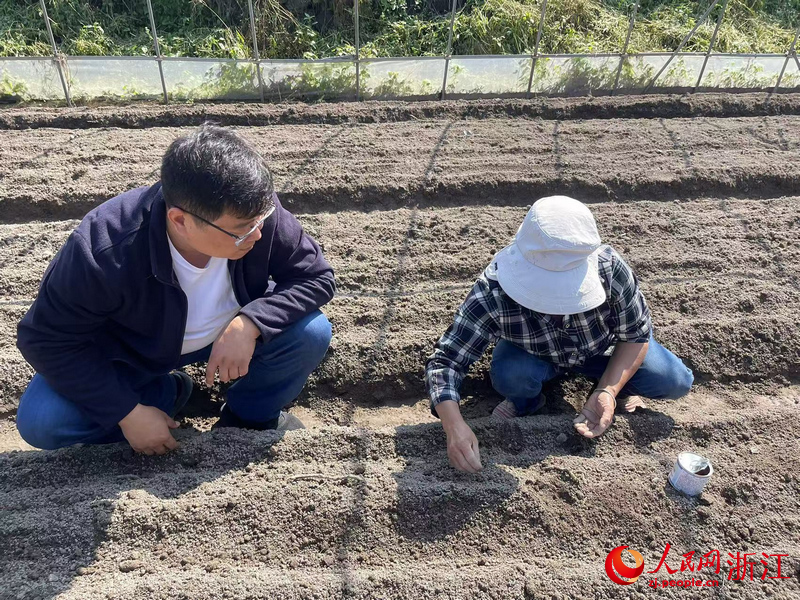 在武义县后林畈村，“供销红小二”高慧星正在指导农户进行萝卜冬种。人民网记者 王丽玮摄