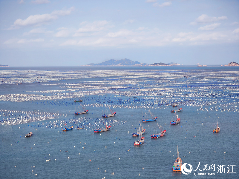 枸杞島貽貝養殖海域。人民網 劉欣蔚攝