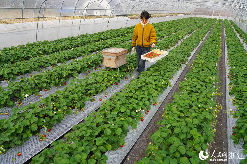 近日，在寧波市奉化區尚田街道一處草莓種植基地，果農正在採摘草莓。人民網 章勇濤攝