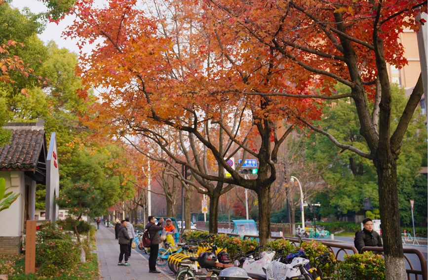 杭州钱塘区学林街沿街的枫香树层林尽染，吸引市民游客前来“打卡”。迟宇歆摄