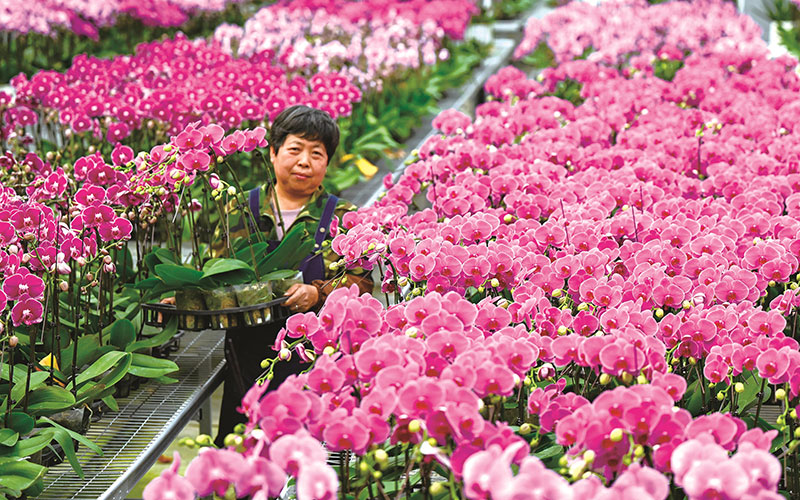 “花”样迎新年