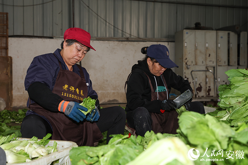 荻港香菜系列产品年产值超6000万。人民网记者 张俊摄