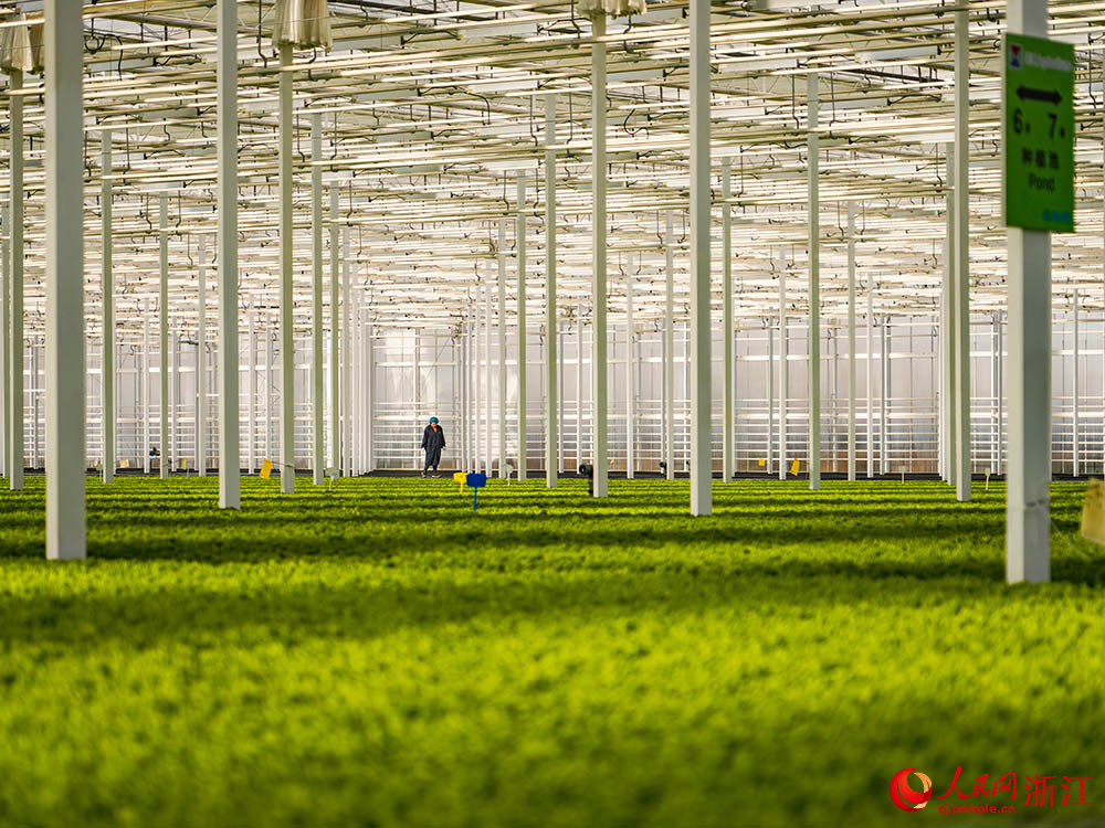 在浙江省嘉興市嘉善縣一智慧農場，工人在查看蔬菜生長情況。人民網 章勇濤攝