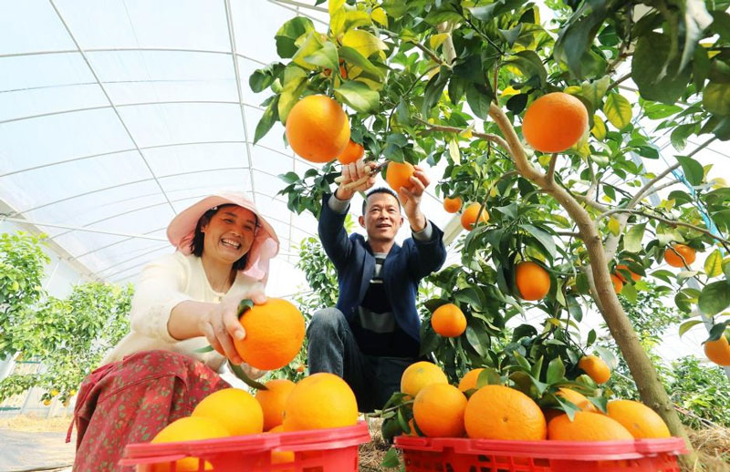 遂昌縣果農正在採摘水果。章建輝攝