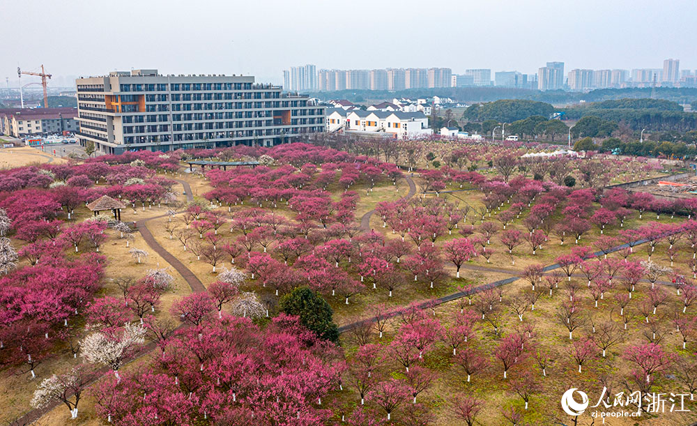 2月24日，宁波市镇海区庄市街道永旺村，2000余棵梅树竞相绽放，与白墙黑瓦的民居、古色古香的凉亭相互映衬，勾勒出一幅诗意盎然的乡村画卷。人民网 章勇涛摄