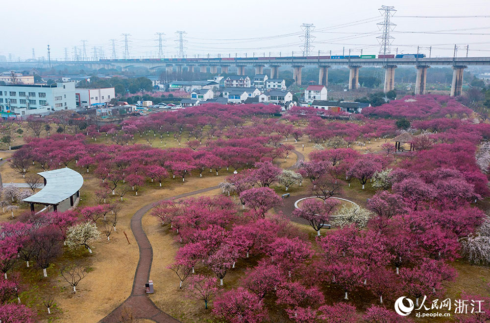 2月24日，宁波市镇海区庄市街道永旺村，2000余棵梅树竞相绽放，与白墙黑瓦的民居、古色古香的凉亭相互映衬，勾勒出一幅诗意盎然的乡村画卷。人民网 章勇涛摄