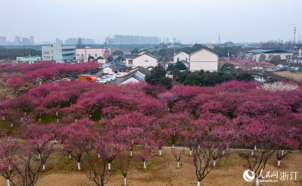 2月24日，宁波市镇海区庄市街道永旺村，2000余棵梅树竞相绽放，与白墙黑瓦的民居、古色古香的凉亭相互映衬，勾勒出一幅诗意盎然的乡村画卷。人民网 章勇涛摄