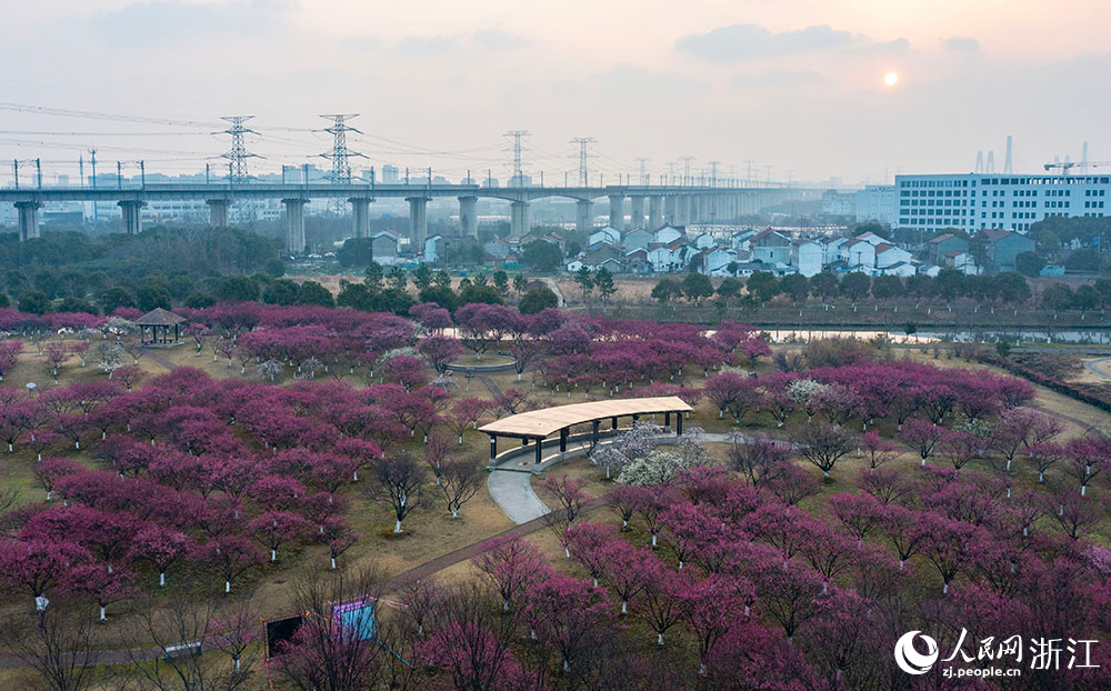 2月24日，宁波市镇海区庄市街道永旺村，2000余棵梅树竞相绽放，与白墙黑瓦的民居、古色古香的凉亭相互映衬，勾勒出一幅诗意盎然的乡村画卷。人民网 章勇涛摄