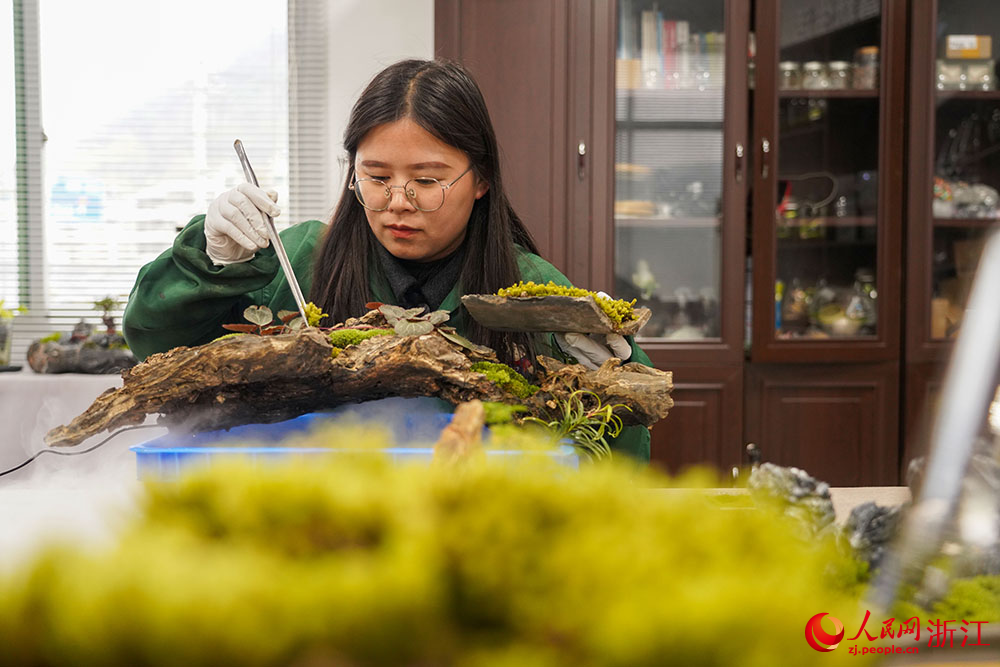 丽水市莲都区老竹畲族镇共富工坊内，工作人员进行苔藓栽种。人民网 章勇涛摄