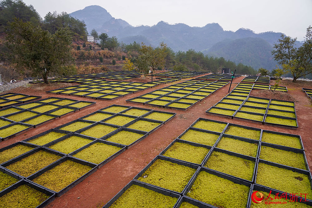 丽水市莲都区老竹畲族镇一处苔藓种植基地。人民网 章勇涛摄