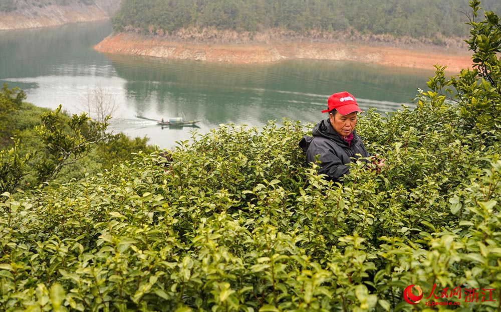 在浙江淳安，茶農正在採摘春茶。人民網 章勇濤攝