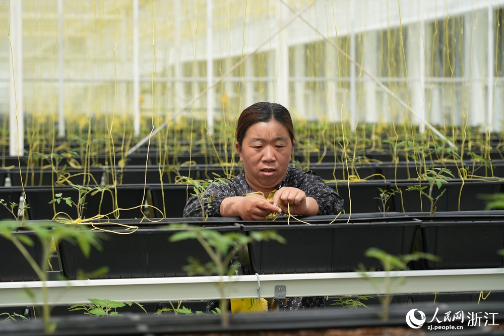 “蔬菜工廠”內，工人正在吊蔓。人民網 陳陸洵攝