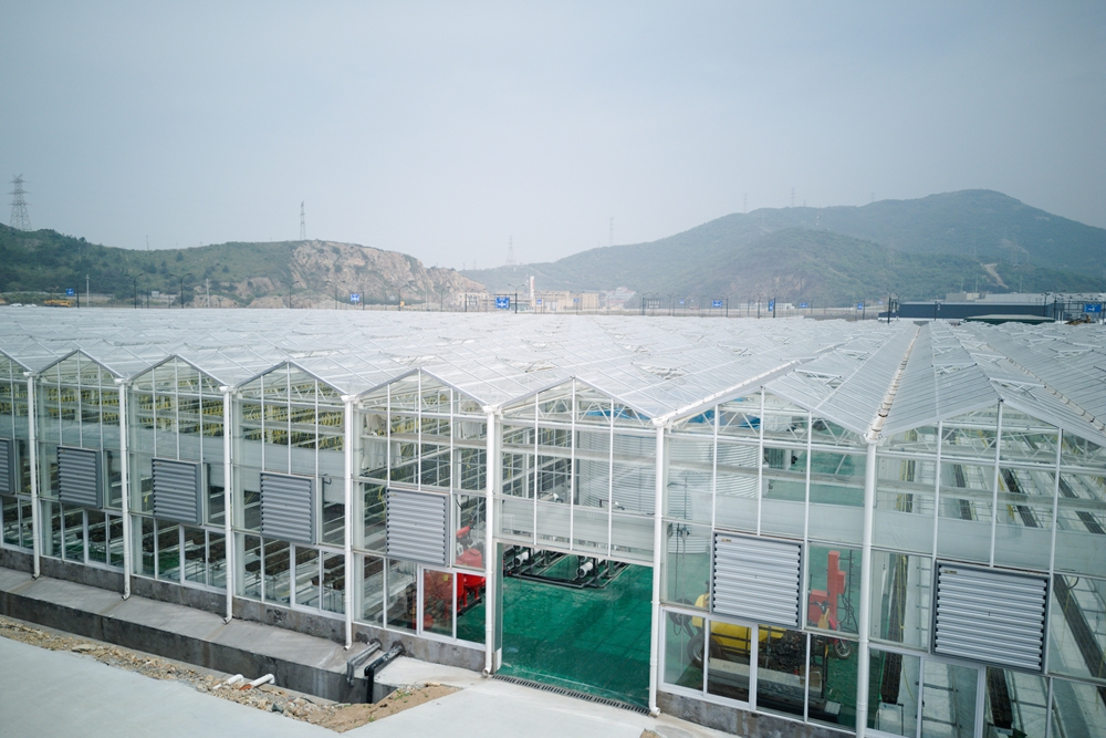 空中俯瞰嵊泗海島“蔬菜工廠”。洪佳琪攝