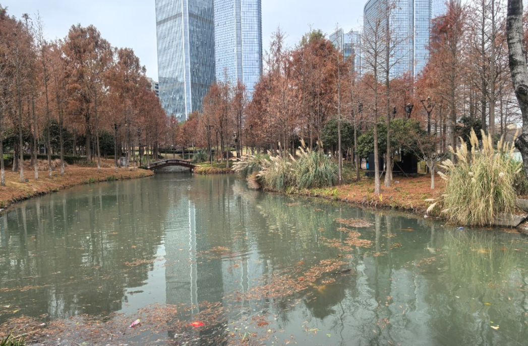 公園內的湖面。網友供圖