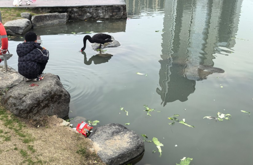 公園內的湖面。網友供圖