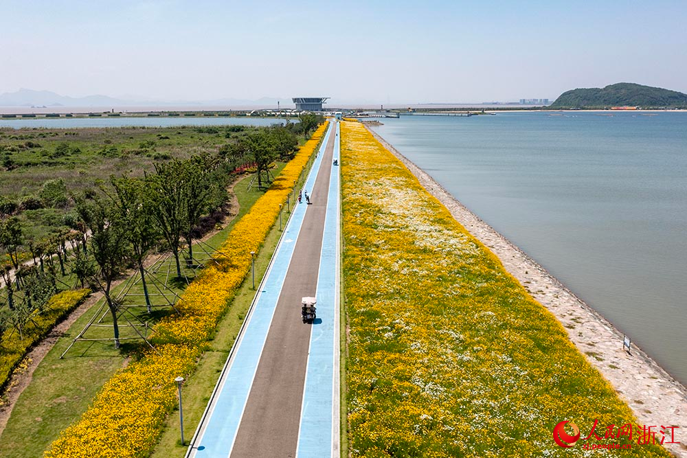 宁波市北仑区梅山湾梅山红桥下，一片花海景色吸引了众多游客前来观赏。人民网 章勇涛摄