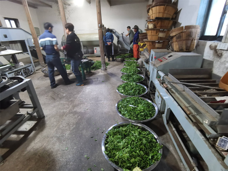 茶叶加工厂。柯城区委宣传部供图
