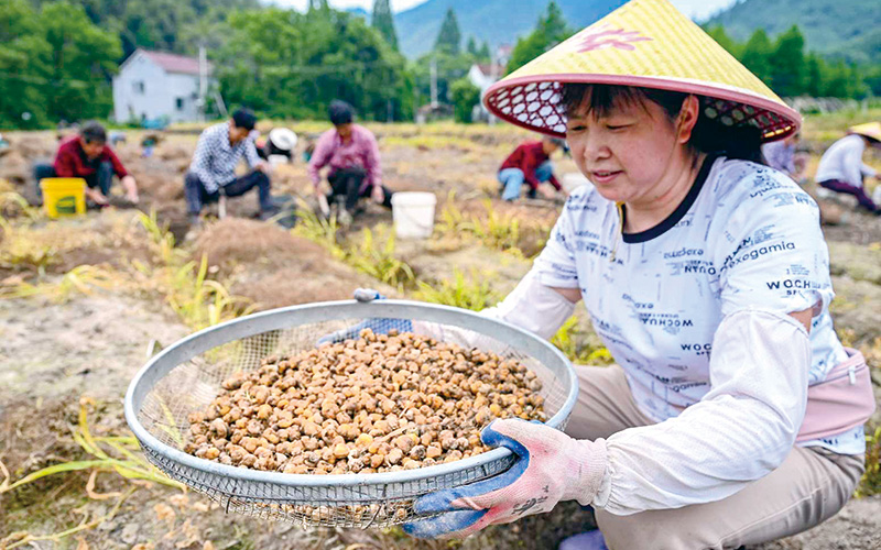粮经轮作助增收