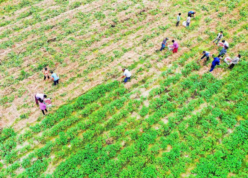 遂昌县农作物丰收场景。遂昌县农业农村局供图
