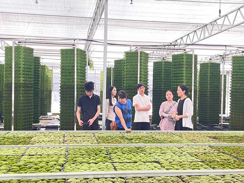 后备人才集中开展村主导产业苔藓调研。景宁县委宣传部供图