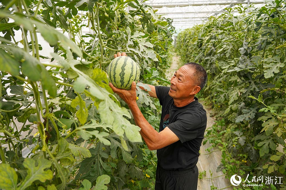 果農在採摘西瓜。人民網 章勇濤攝