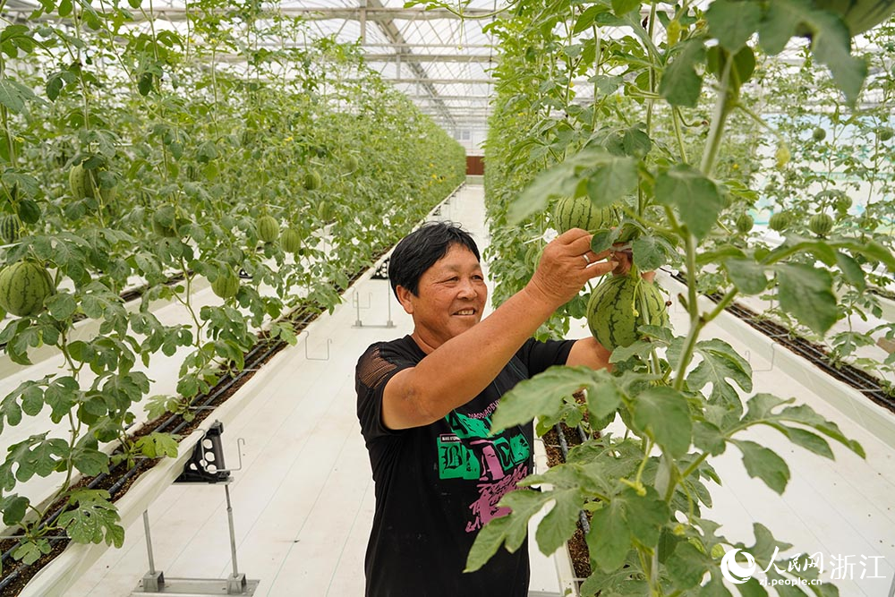 果農在管護西瓜。人民網 章勇濤攝