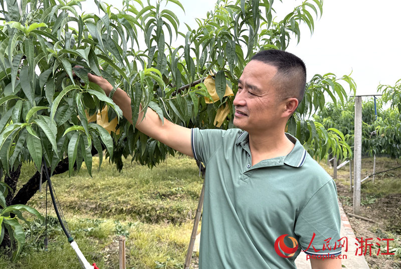 應華興在果園內檢查水蜜桃的套袋情況。人民網 方彭依夢攝