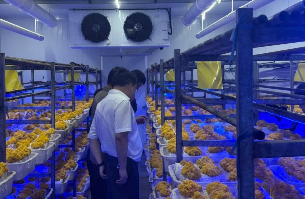 桐庐这里种出了“菌中燕窝”！