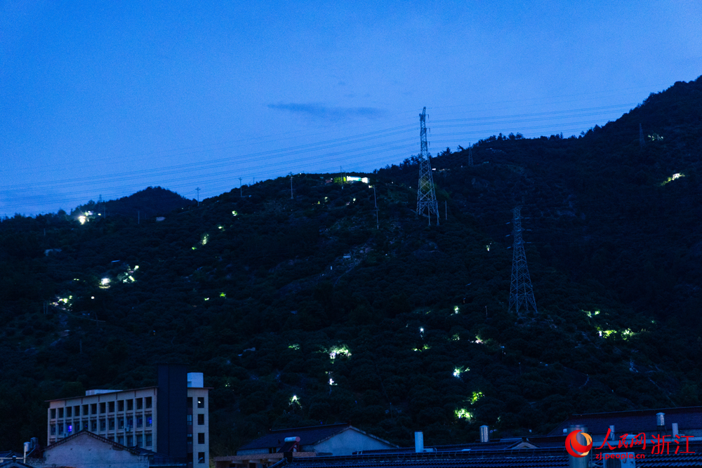 梅農們趁著夜色上山採摘楊梅，楊梅山上燈光如星。馮宇航攝