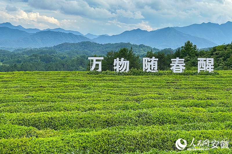 “空中茶园”的标语是“万物随春醒”，而金山也随着青山来。人民网记者 李希蒙摄