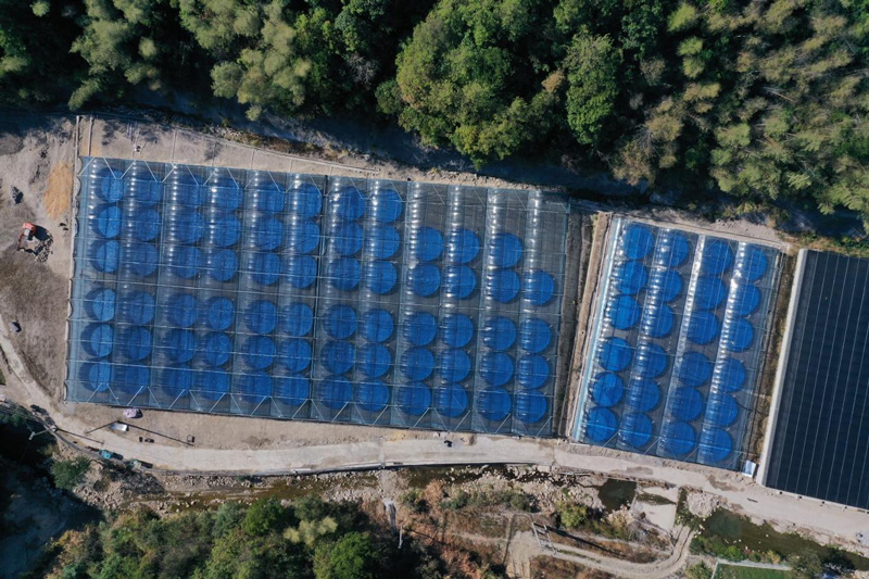石斑鱼养殖共富示范区。龙泉市委宣传部供图