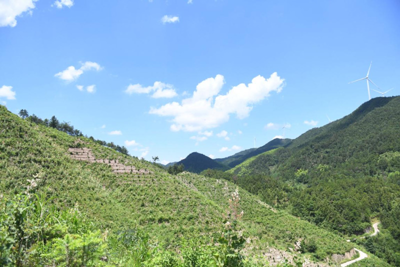 天山村油茶基地。磐安縣煙草專賣局供圖