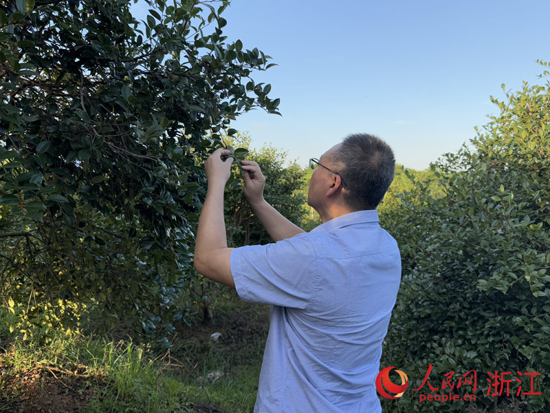 曹永慶正在查看油茶樹花芽分化的情況。人民網 方彭依夢攝