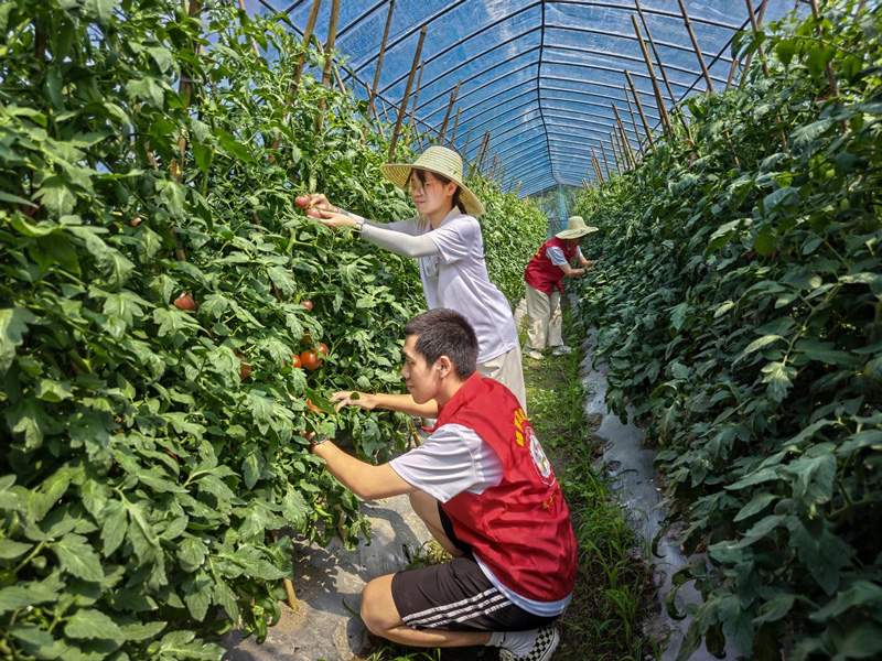 青年志愿者开展助农活动。莲都区委宣传部供图