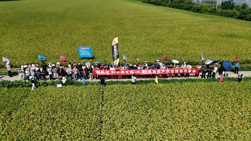 观摩会现场。杭州种业集团供图