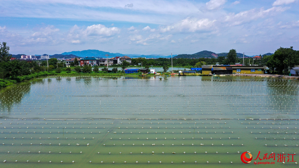 在浙江诸暨山下湖小镇,曾经污染严重的河蚌养殖产业如今实现了绿色转型。人民网记者 郭扬摄