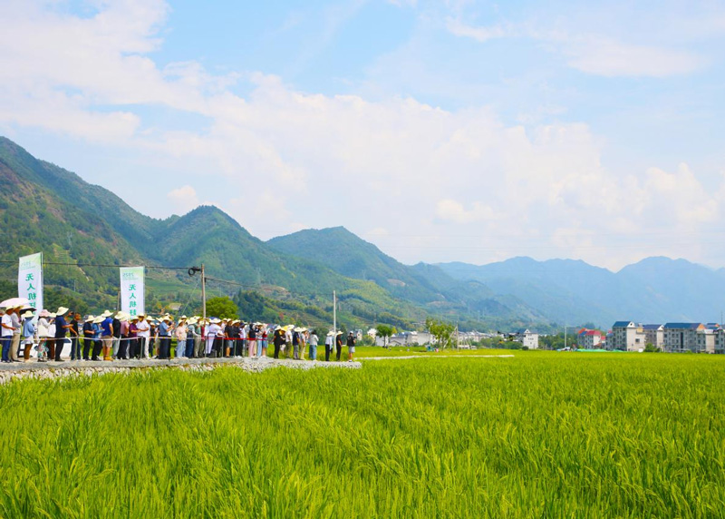 浙江省雜交水稻機械化制種技術培訓會無人機趕粉演示現場。遂昌縣委宣傳部供圖