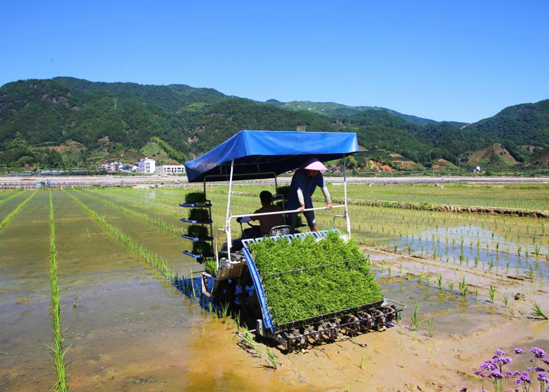 雜交水稻制種機械化插秧場景。遂昌縣委宣傳部供圖
