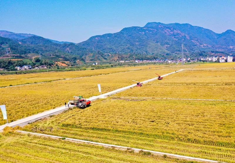 雜交水稻制種機械化收割場景。遂昌縣委宣傳部供圖