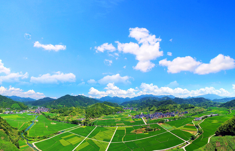 雜交水稻制種基地。遂昌縣委宣傳部供圖