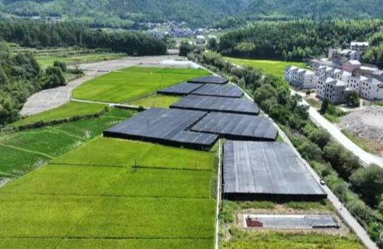 龙泉灵芝孢子粉采收正酣