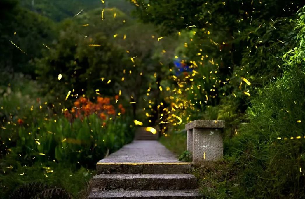 人生建议！来云和看一次夏夜限定的萤火虫